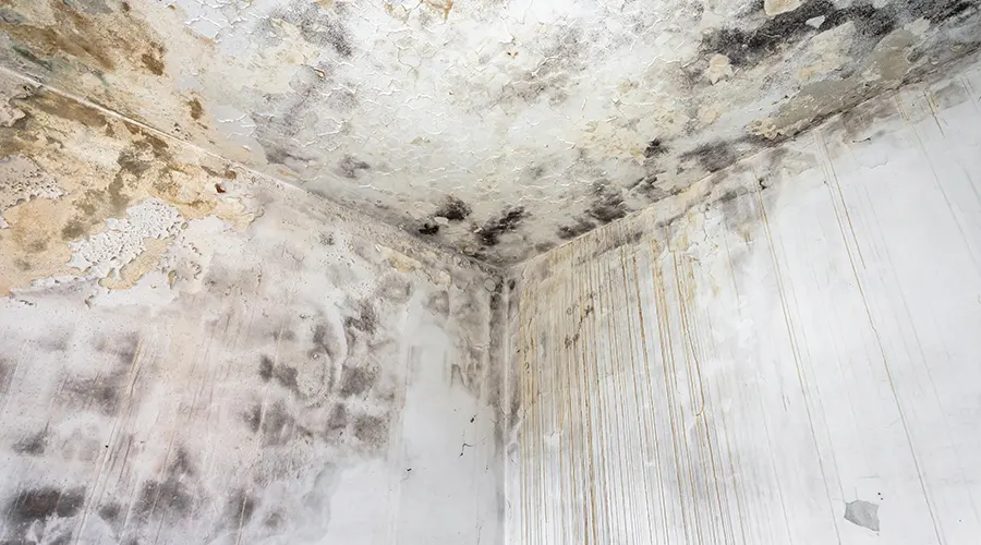 mold-remediation-tips