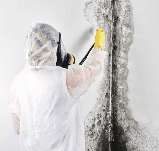 Mold Cleanup Portland