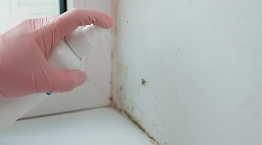 mold-removal-techniques-and-best-practices