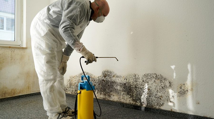steps-involved-in-mold-remediation