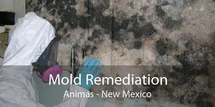 Mold Remediation Animas - New Mexico