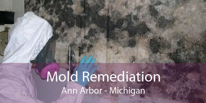 Mold Remediation Ann Arbor - Michigan