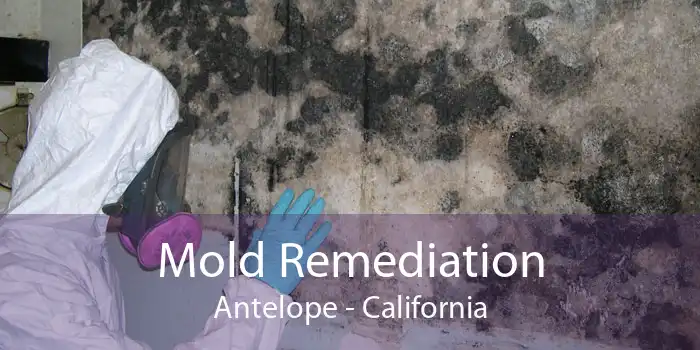 Mold Remediation Antelope - California