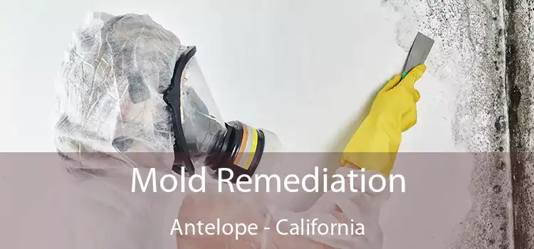 Mold Remediation Antelope - California