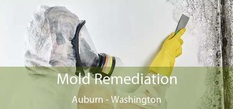 Mold Remediation Auburn - Washington