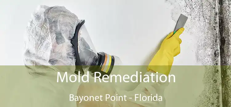 Mold Remediation Bayonet Point - Florida