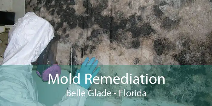 Mold Remediation Belle Glade - Florida