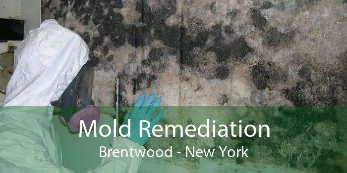 Mold Remediation Brentwood - New York