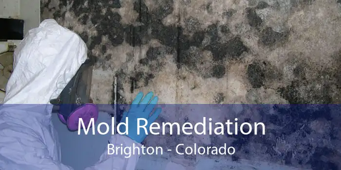 Mold Remediation Brighton - Colorado