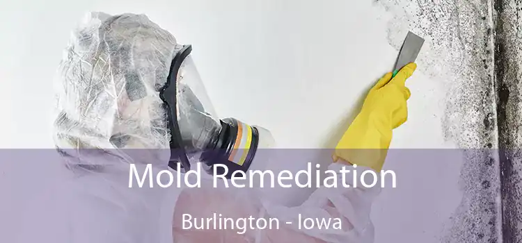 Mold Remediation Burlington - Iowa