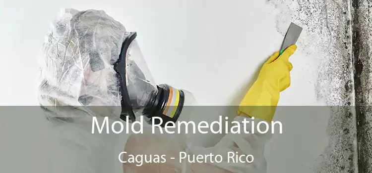 Mold Remediation Caguas - Puerto Rico