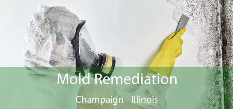 Mold Remediation Champaign - Illinois