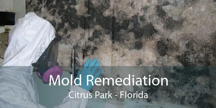Mold Remediation Citrus Park - Florida