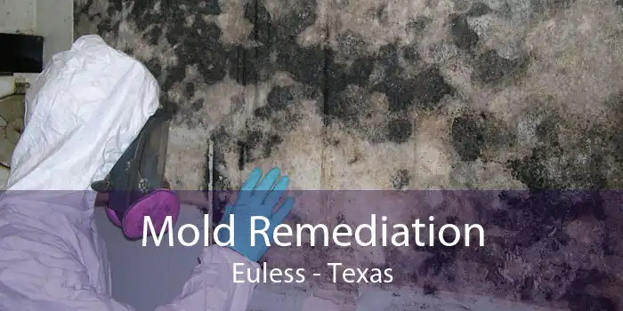 Mold Remediation Euless - Texas