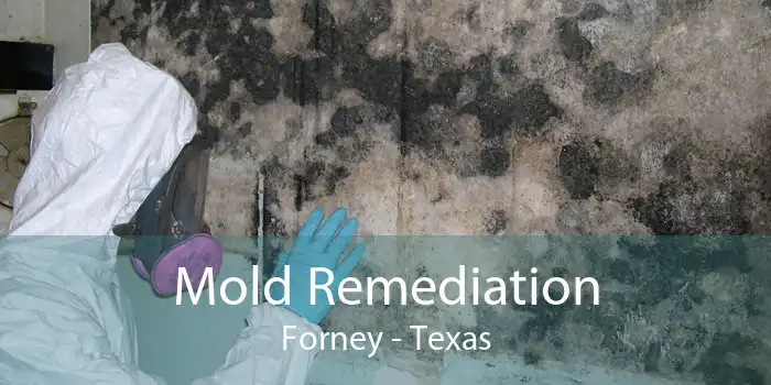 Mold Remediation Forney - Texas