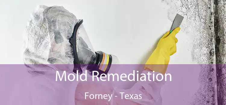 Mold Remediation Forney - Texas