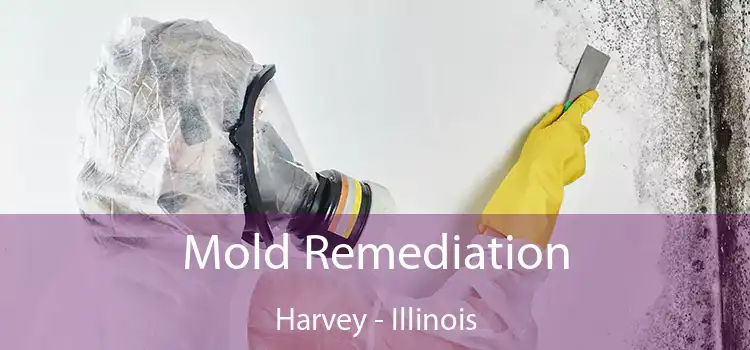 Mold Remediation Harvey - Illinois