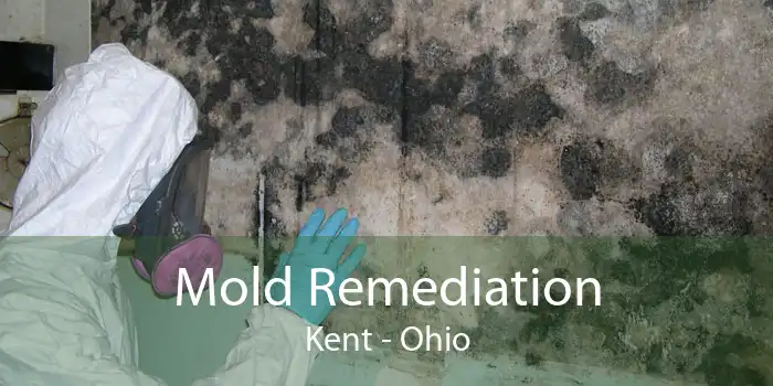 Mold Remediation Kent - Ohio