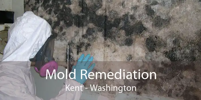 Mold Remediation Kent - Washington