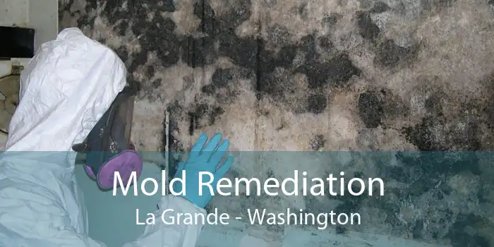 Mold Remediation La Grande - Washington