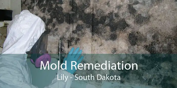 Mold Remediation Lily - South Dakota