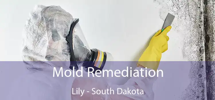 Mold Remediation Lily - South Dakota