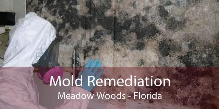 Mold Remediation Meadow Woods - Florida