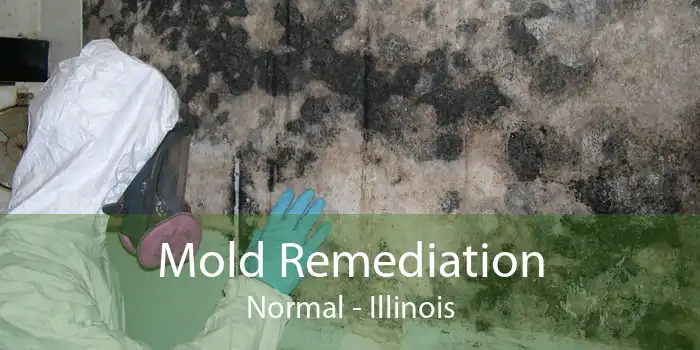 Mold Remediation Normal - Illinois