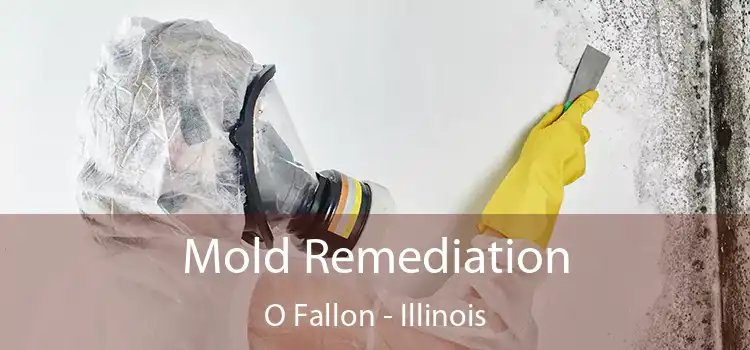 Mold Remediation O Fallon - Illinois