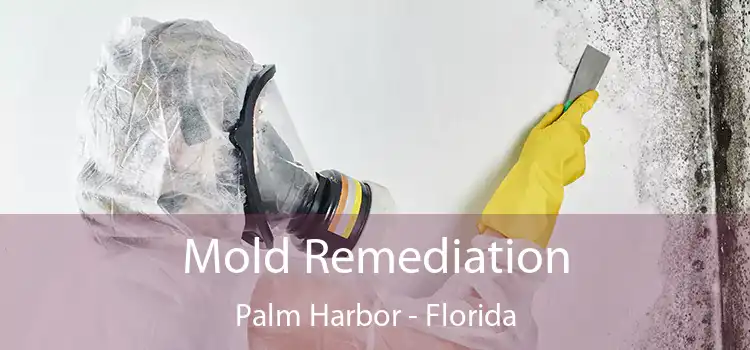 Mold Remediation Palm Harbor - Florida