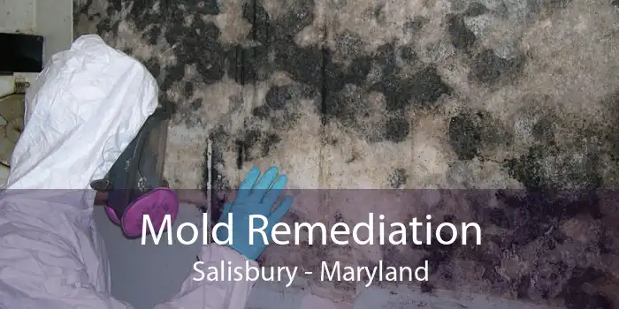 Mold Remediation Salisbury - Maryland