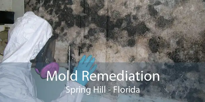 Mold Remediation Spring Hill - Florida