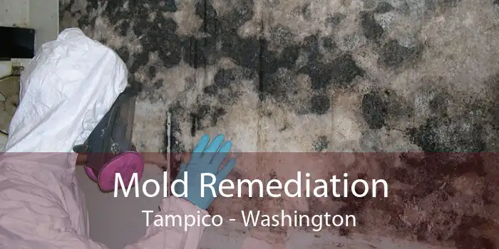 Mold Remediation Tampico - Washington
