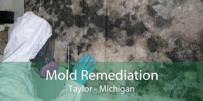 Mold Remediation Taylor - Michigan