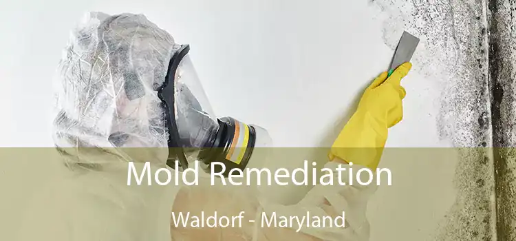 Mold Remediation Waldorf - Maryland