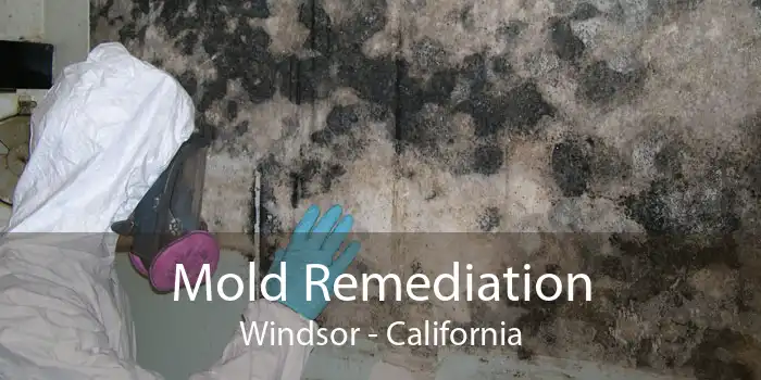 Mold Remediation Windsor - California