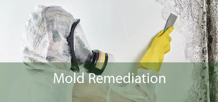 Mold Remediation 